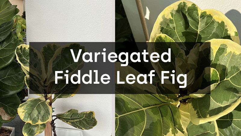 Everything You Need to Know About Variegated Fiddle Leaf Fig - Fiddle ...