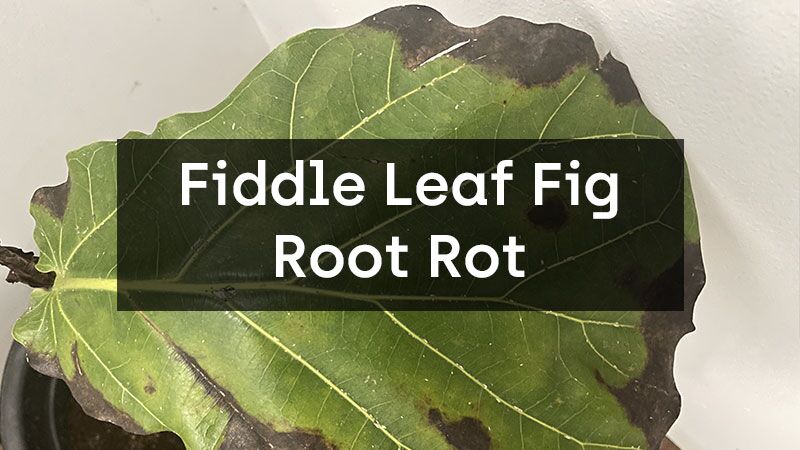 How to Save Your Fiddle Leaf Fig from Brown Spots - Fiddle Leaf Fig Care